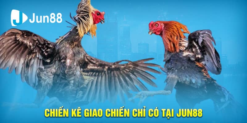 Chiến kê Giao chiến chỉ có tại Jun88