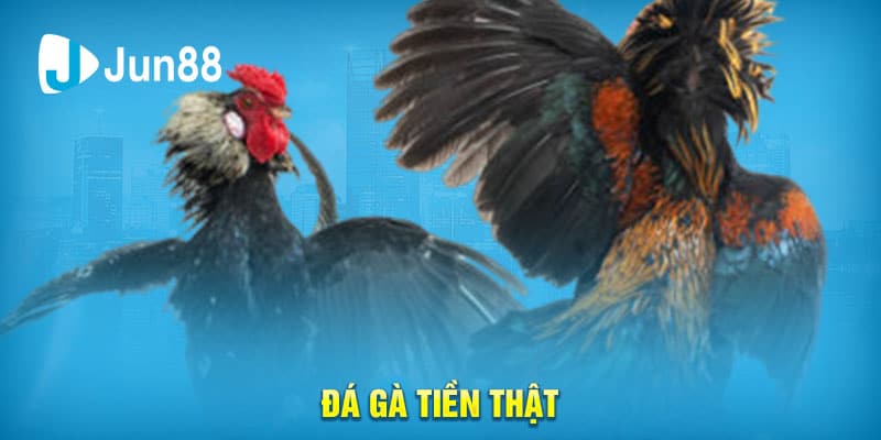 Đá gà tiền thật