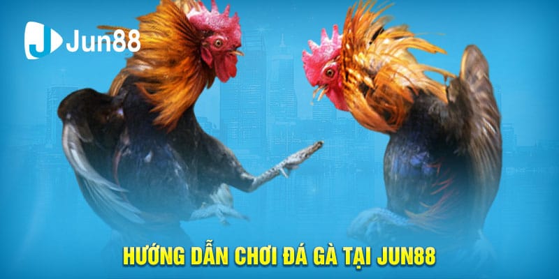 Hướng dẫn chơi đá gà tại Jun88